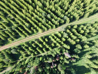 Aerial top view landscape with forest on sunny day