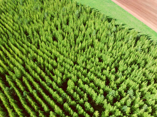 Aerial top view landscape with forest on sunny day