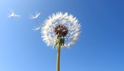 Naklejka premium Dandelion clock with seeds floating in blue sky, a symbol of freedom and wishes