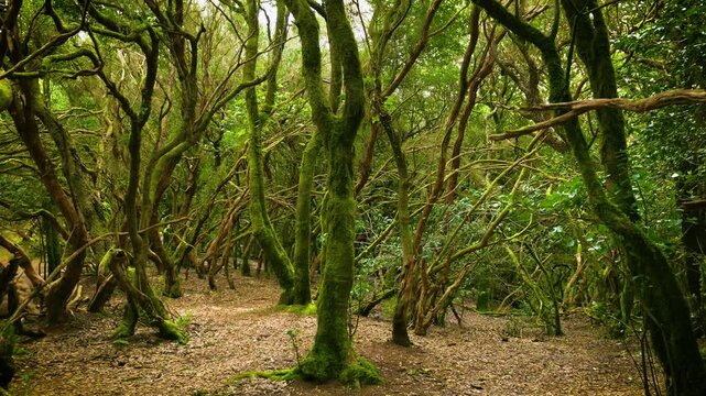 Lush laurel forest with moss-covered trees and dense green foliage, filmed with smooth camera movement in Anaga mountains, Tenerife