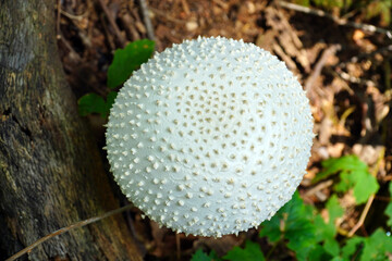 Amanita virgineoides