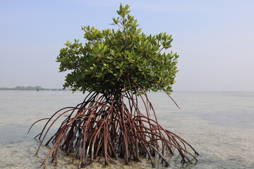 A mature mangrove tree stands in clear, shallow water, displaying its intricate reddish-brown prop roots. Its lush green canopy thrives © upen