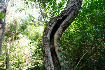 bent-growing trees and recesses