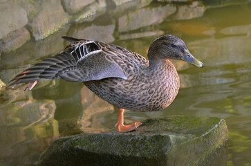 Wild duck mallard female stands on a rock on one paw and spreads its wing. Nature, water birds, mallard ,fauna ,wildlife protection.