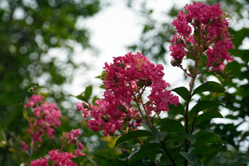 Lagerstroemia indica
