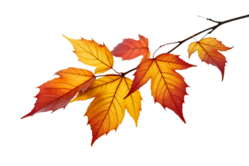 Autumn maple leaf branch isolated on transparent background