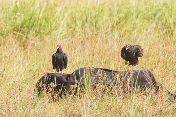 Turkey vultures (Cathartes aura) feed on a dead cow in a grassy field in Lassen County, California,...