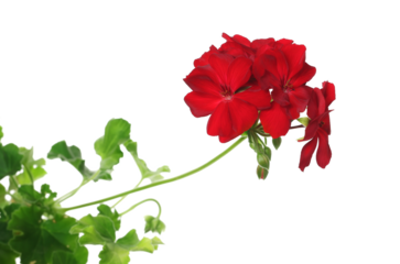 Red flowers Zonal or garden geranium, Pelargonium × hortorum, isolated on white background	