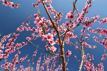 Pfirsichblüte und blauer Himmel