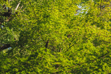 乙訓寺、美しい緑色が印象的な夏の紅葉の姿、京都、日本
