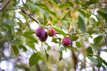 Fresh plums on a branch in the garden