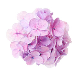 Hydrangea flower, Hydrangea macrophylla, isolated on white background, with clipping path