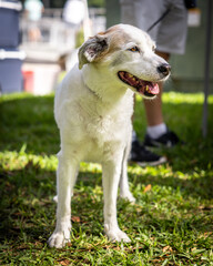 A happy white colored dog in the park