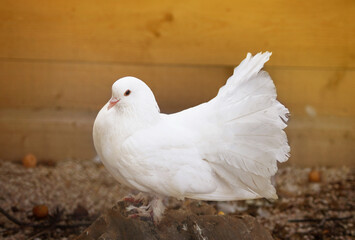 Fantail White Pigeon