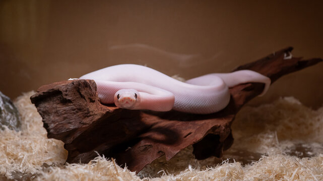 Super Fire Ball Python in Captivity Resting on Driftwood