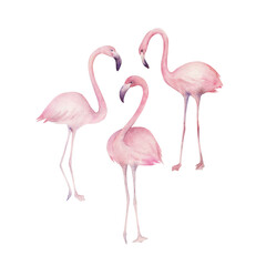 Watercolor flamingos. Hand drawn  illustration on white background