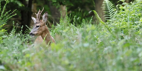 Rehbock im Gras