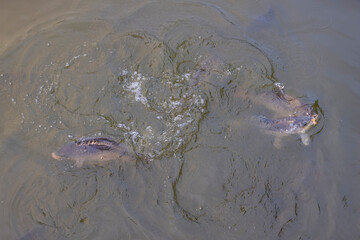 carp in the murky water of the lake floating , large carp swimming in the water in the dirty water
