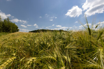 a rye field with ears with long tendrils in the summer season