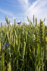 Obraz premium plants cereals resistant to cold close up, a field with unripe ears of cereal plants in eastern Europe, closeup