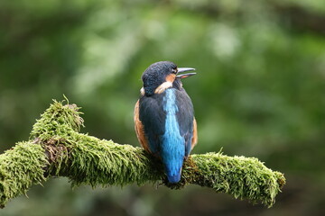 Eisvogel sitzt auf Ast