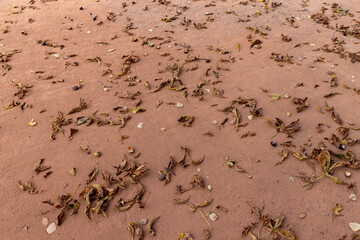 chestnut leaves on the red road for walking , a simple path sprinkled with red sand with rubble and leaves fallen from chestnuts