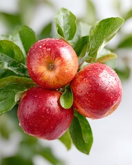 Three red apples are hanging from a tree. The apples are wet and shiny. The leaves are green and the apples are ripe
