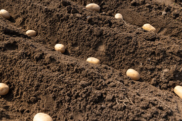 potatoes in rows in an agricultural field, we plant rows of potatoes in the field in the spring of the year during farming