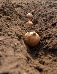 onions in a row in the field during sowing closeup, soil preparation and onions for planting during farming in the garden