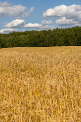 yellow cereals in the summer after ripening, a field with yellow cereals in eastern Europe before harvesting for food production, cereals in bright sunlight