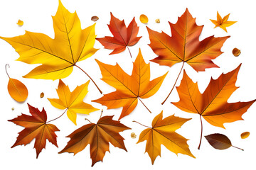 Autumn maple leaves isolated on transparent background