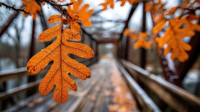 Orange oak leaf hangs from a bridge in autumn
