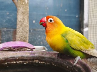 A close-up image of a colorful lovebird dominated by yellow and orange-red, with a blurred and out-of-focus background, covers part of a dark blue wall.