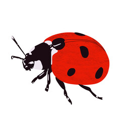 Ladybug icon. Ladybug symbol.Ladybug element isolated on white background