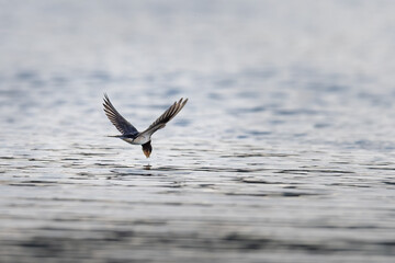 Barn swallow (Hirundo rustica) flying over the water to drink from a loch on a summer evening, Angus, Scotland
