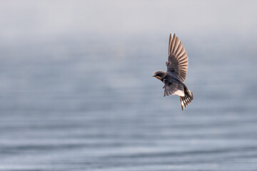 Barn swallow (Hirundo rustica) flying over the water on a summer evening, Angus, Scotland