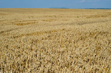 A golden wheat field stretches endlessly beneath a clear blue sky, signaling harvest time.
