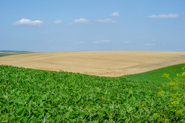 A lush green field meets a dry, harvested expanse beneath a clear sky, highlighting the rhythm of agricultural cycles, 