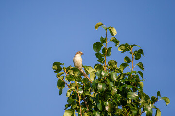 Fototapeta premium red-backed shrike perched on a tree branch against blue sky 