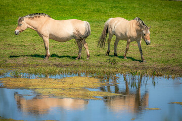 Fjord horse with foal standing by the lake 2024