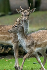 Deer and their rutting 2024