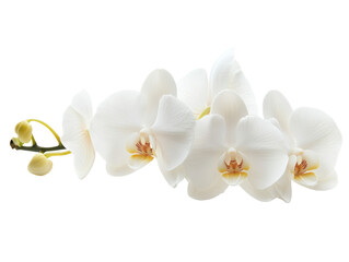 Obraz premium White Orchid Flower on Transparent Background