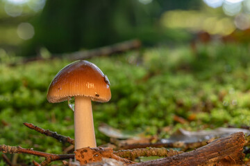 Red mushroom on the forest floor 2025