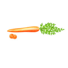 vector illustration of carrot