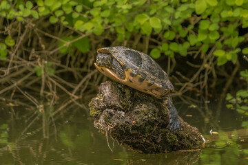 Small tame turtle in a Danish lake 2025