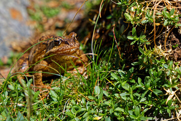 Portrait of a frog in the grass