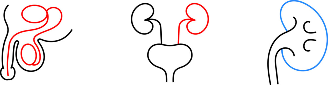 Medical organs line icon set. Vector pictograms of body parts, anatomy, kidney, pancreas, intestine, thyroid, bladder, pelvis, skeleton, joint, tongue, hand, nose, mouth, thin linear illustration