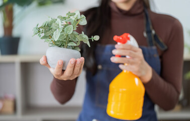 Indoor Gardening. Woman holding potted plant and spray bottle in cozy home.