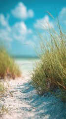 Coastal path through tall grass, sunny day