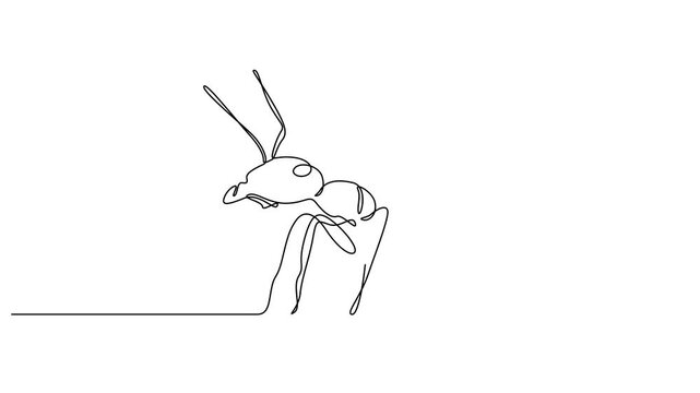 Drawing animation of Ants continuous one line drawing vector outline. Full lenght animation